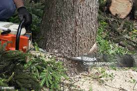 Seasonal Cleanup (Spring/Fall) in Fremont, NC