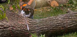 Best Commercial Tree Services  in Fremont, NC